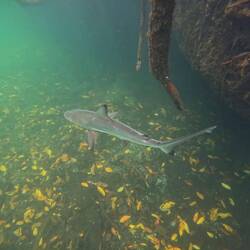 Schnorcheln bei "Los Tuneles"