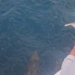 Für die Delfine ist das wie Surfing, wurde uns erklärt 🏄