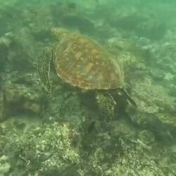 Schildkröte bei "Concha Perla"