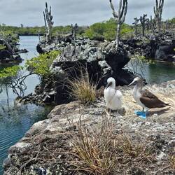 Jungvögel haben die blauen Füße noch nicht