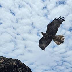 Galapagosbussard auf der Insel Bartolomé