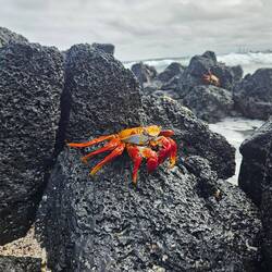 Krabbe mit lila Augen👀