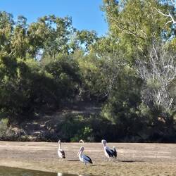 Mit Pelikanen statt Krokodilen