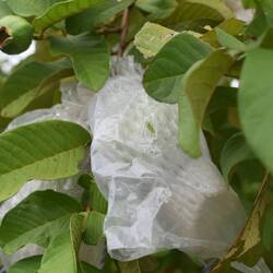Fruit grows right into it's packaging