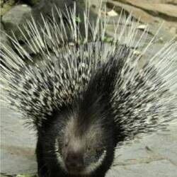 So sahen wir beide bei den Begegnungen wohl aus 😅🦔🐽