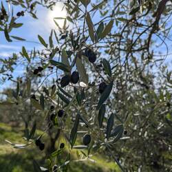 Die letzten Oliven am Baum