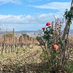 Vineyards often had flowers at the end of the trellises