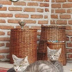 Mal wieder bei der iranischen Moschee. Hunde verboten.