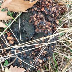 Bärenkot ist zahlreich vorhanden.