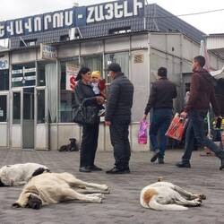 Die Hunde haben es gut und sind frei👌
