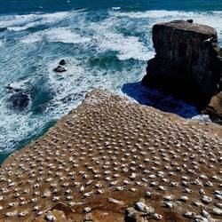 Im Vordergrund brütet eine Kolonie von australischen Tölpeln.
