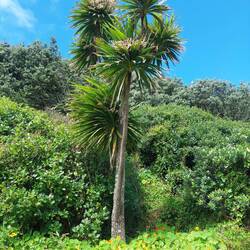Es ist Frühling in Down Under