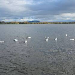 Am Rhein