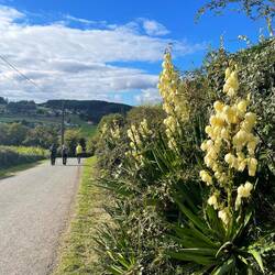 Beautiful trail and views into Ribadiso today.