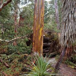 Yellow snow gum