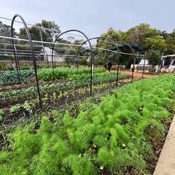 Extraordinary edible garden