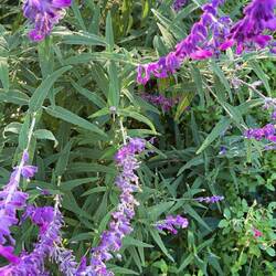 Mexican Sage