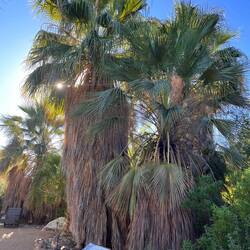 DESERT PALM