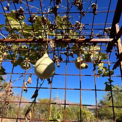Mayo/Yoeme - Deer Dancer Gourd