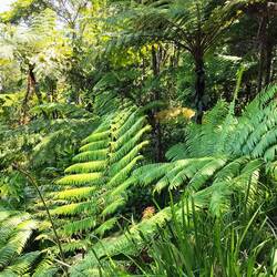 Heeel grote varenbladeren