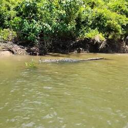 Lijkt wel een drijvend stuk hout, maar kom maar niet te dichtbij