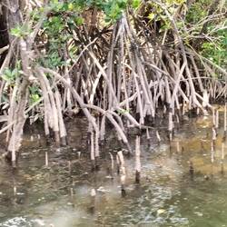 Veel mangrove