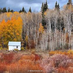 Unglaublich wie bunt diese kleinen Blättchen des Gestrüpps sein kann