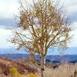 Zittern wie Espenlaub - bildlich dargestellt 😉