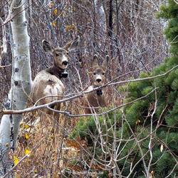 Das sind Großohrhirsche