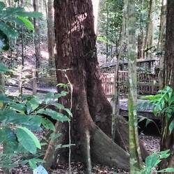 Geen ruimte voor diep wortelen, dus in de breedte