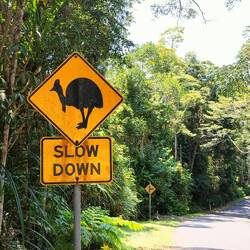 Heel erg zeldzame vogel, de cassowary