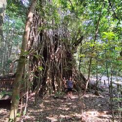 Mijn reisgenoot uit Singapore lijkt een kaboutertje hierbij