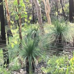 Het is normaal dat er bij brand alleen nog zwarte stompjes zijn waar het zaad ontkiemd