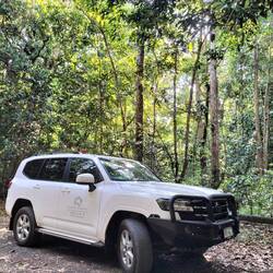 Bij deze stop zagen we, achter de bomen en struiken langs, een jonge cassowary