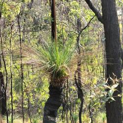 Noemen ze ' blackboys'