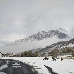 Life gets a bit harder when it's cold and the soil covered by snow.
