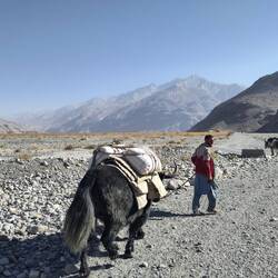 The more we go up the mountains, the more people rely on their enormous yaks...