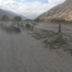 ...or like being part of a yak stampede, how epic is that!?