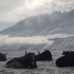 Them hairy beasts maybe don't care so much.