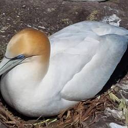 Tölpel haben einen gelben Kopf und Hals, weißes Körpergefieder und strahlend blaue Augen