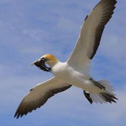 Er hat Nistmaterial besorgt