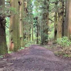 400 Jahre alte Zedernallee