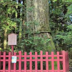 Der Heilige Baum mit Höhle