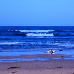 Phillip Island Zwergpinguine