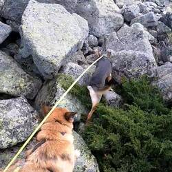 Auch die Fellnasen müssen jeden Schritt mit bedacht wählen. 🥾🐾