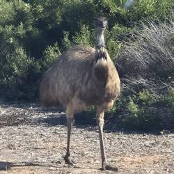 Und kurz drauf steht ein Emu an der Straße