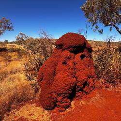 .... und immer wieder Termitenhügel