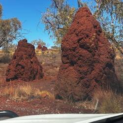 Termitenhügel überall