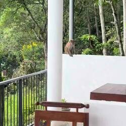 Waiting for more breakfast leftovers