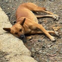 Lots of dogs relaxing, sometimes right on the road